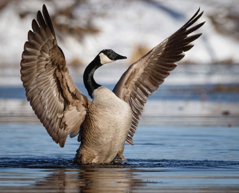 Canada Goose