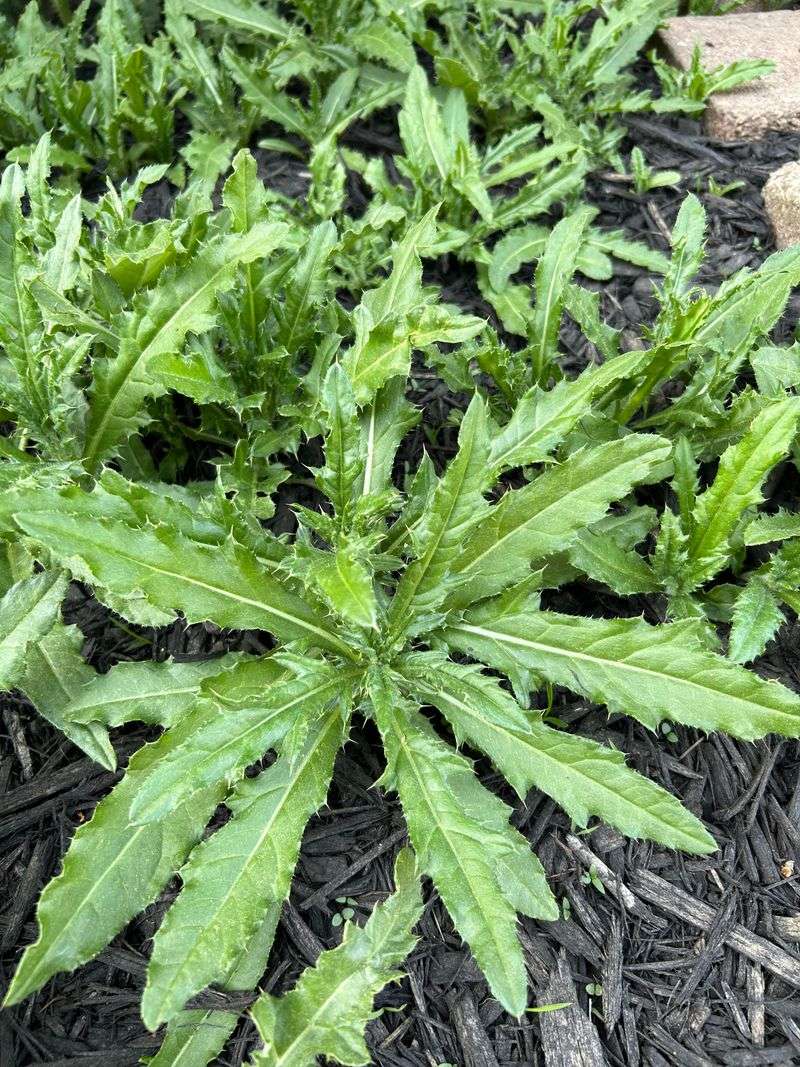Canada Thistle Runs Underground And Keeps Going
