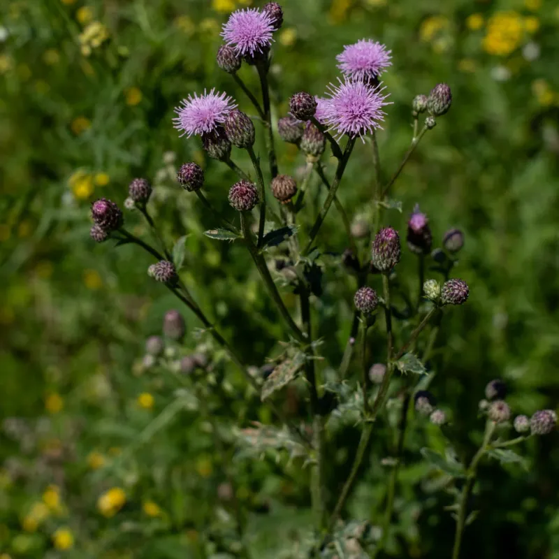 Canada Thistle