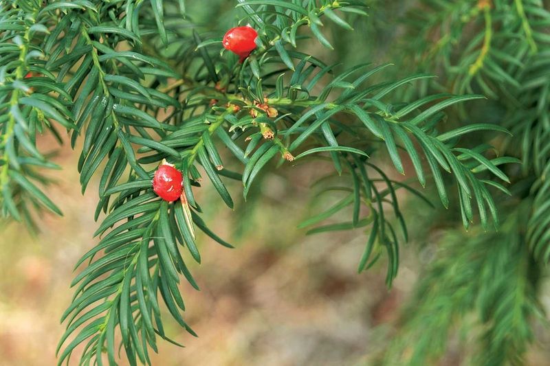 Canada Yew Shelters Ground Birds Close To The Forest Floor Canada Yew Shelters Ground Birds Close To The Forest Floor
