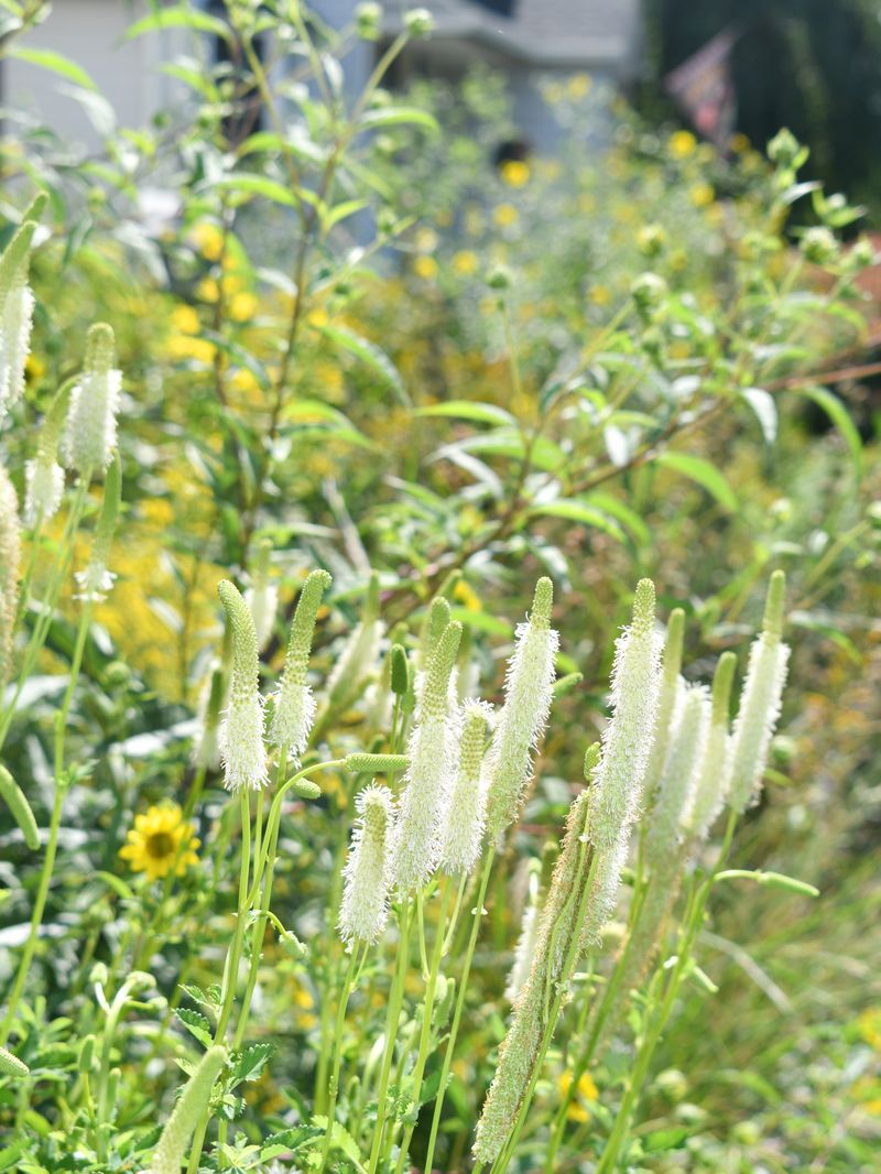 Canadian Burnet Can Keep Moist Garden Areas Blooming Into October
