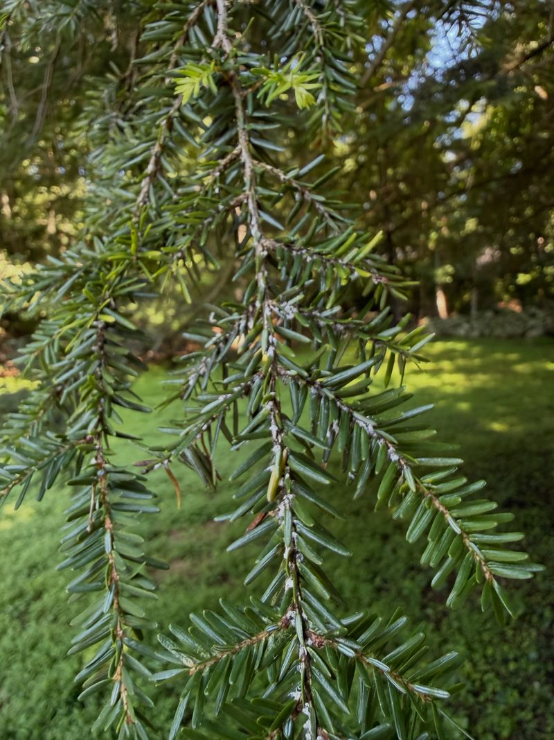 Canadian Hemlock