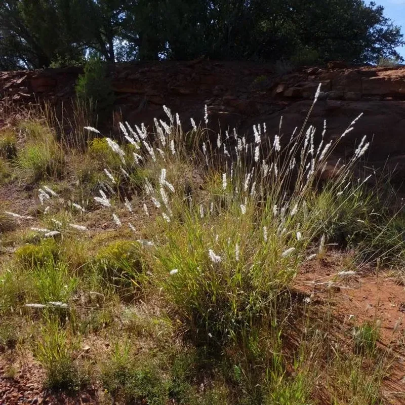 Cane Beardgrass