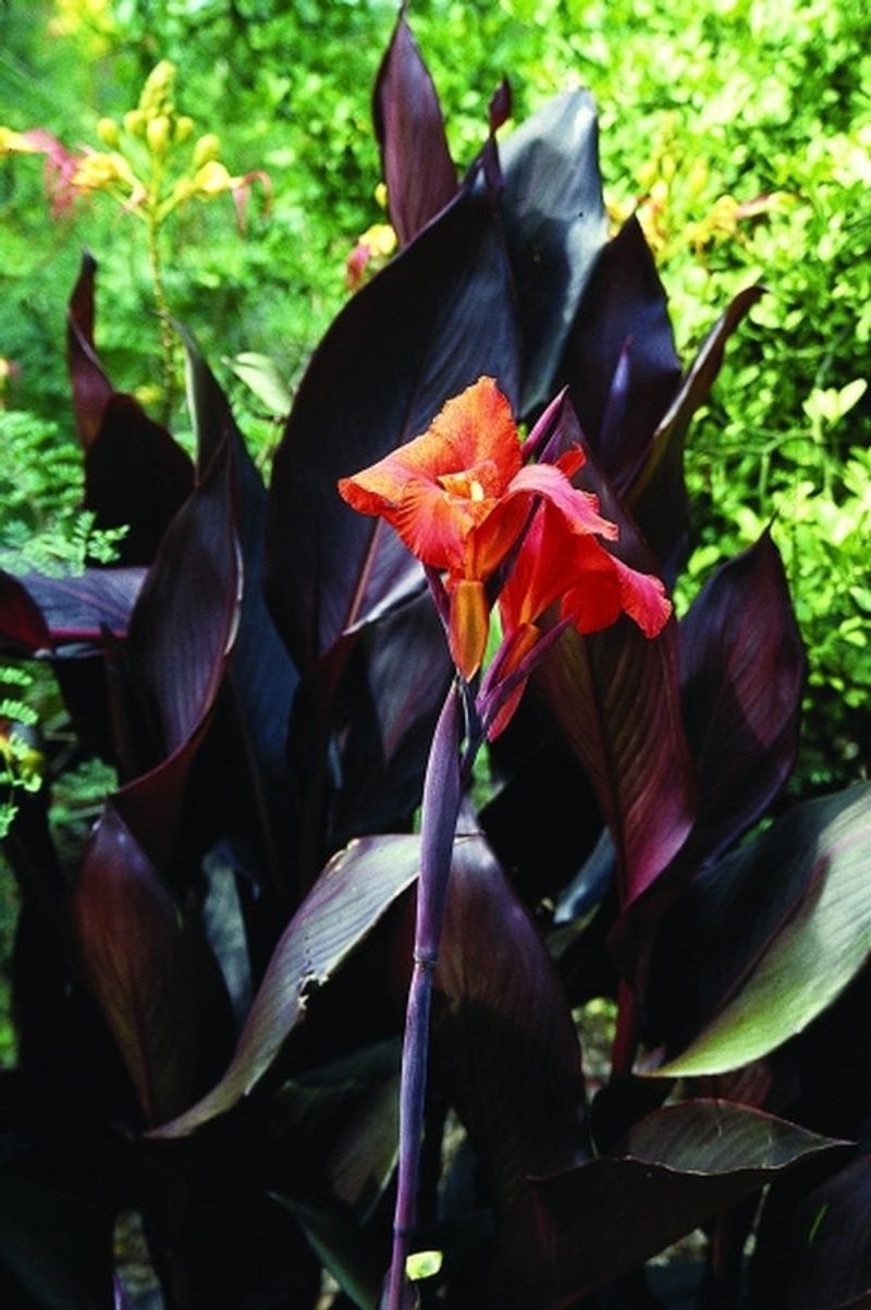 Canna 'Australia' Canna 'Australia'