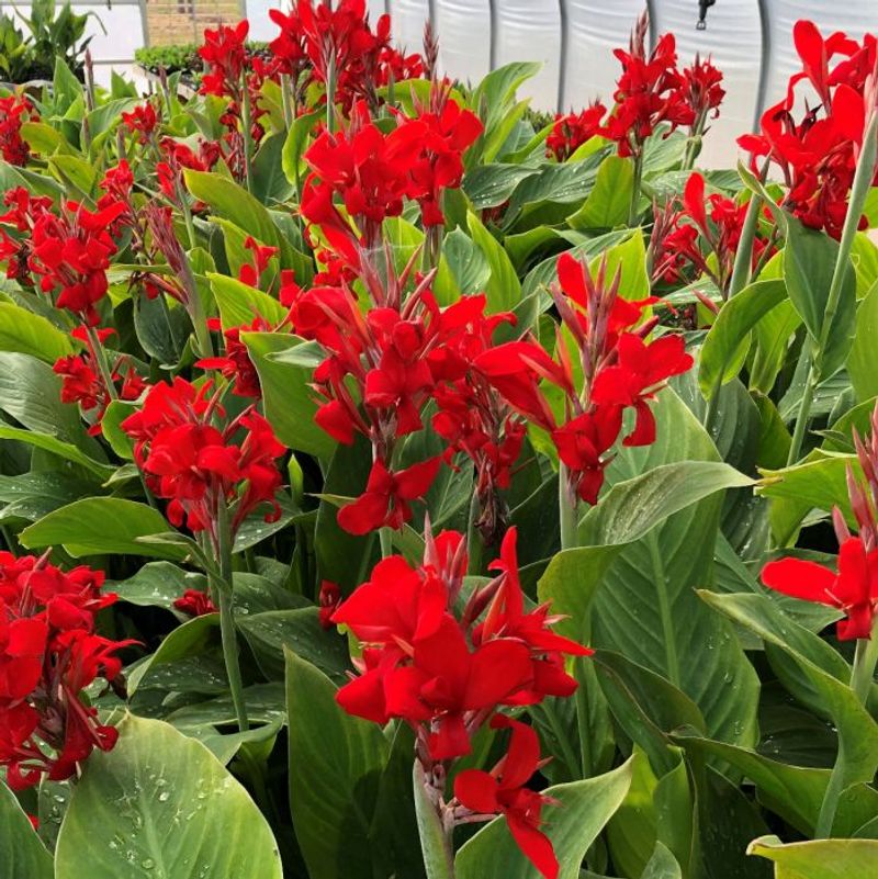 Canna 'Kreta' Canna 'Kreta'