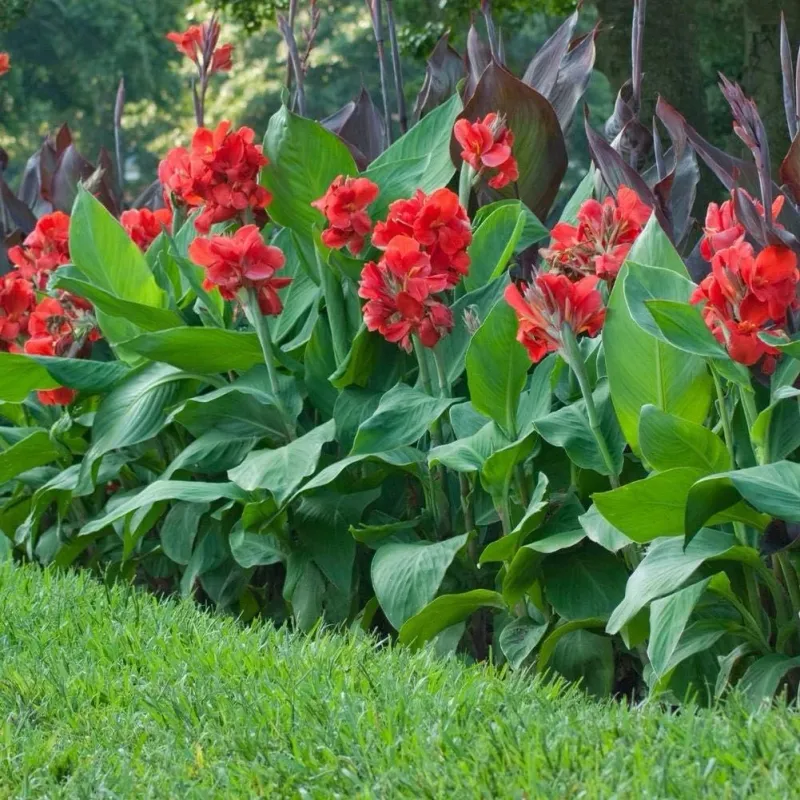 Canna Lilies Canna Lilies