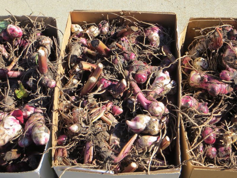Canna Rhizomes Store Well Through Winter