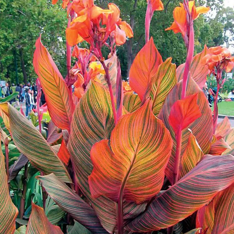 Canna 'Tall Tropicanna' Canna 'Tall Tropicanna'