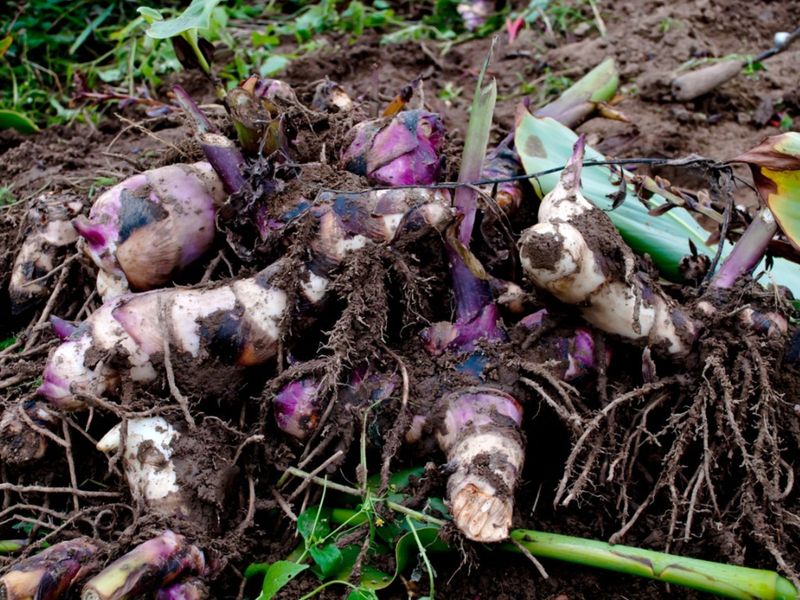 Cannas can remain as clumps in suitable Wisconsin storage Cannas can remain as clumps in suitable Wisconsin storage