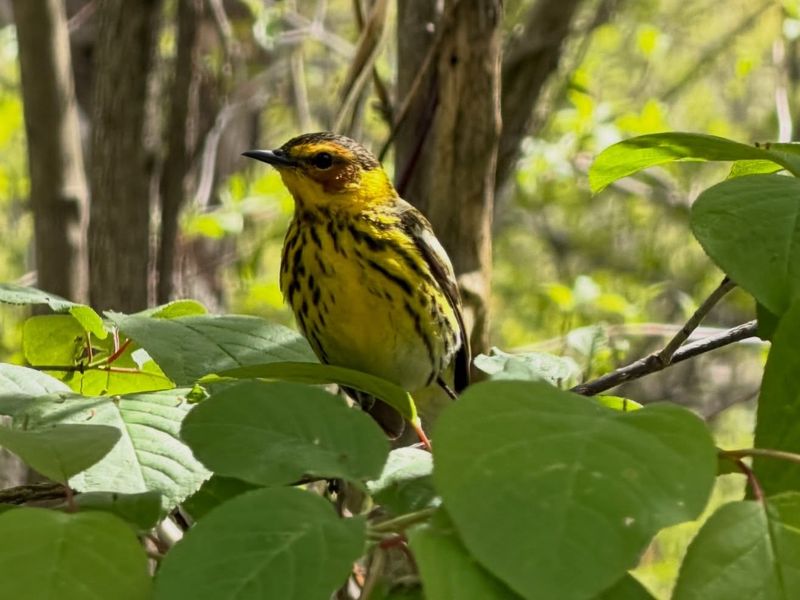 Cape May Warblers Visit Flowering Trees And Shrubs Cape May Warblers Visit Flowering Trees And Shrubs