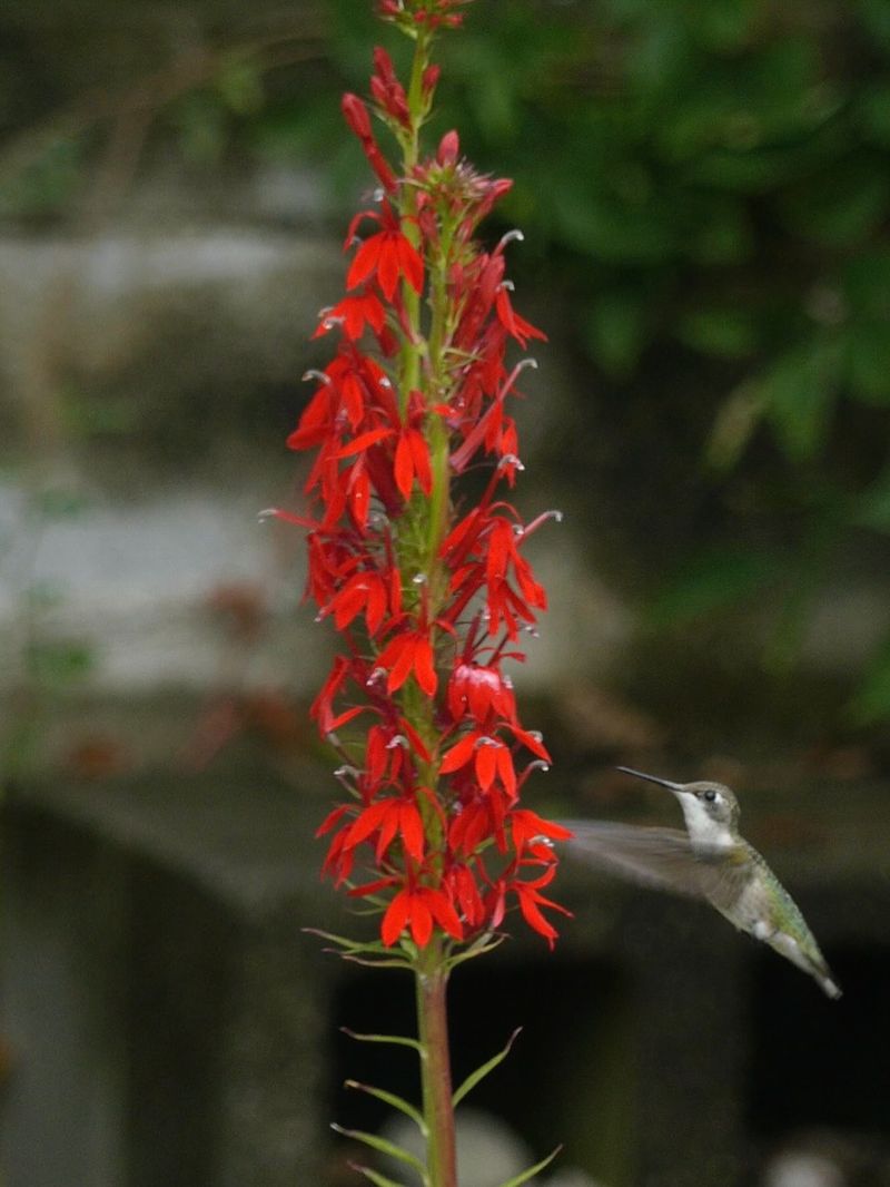 Cardinal Flower 
