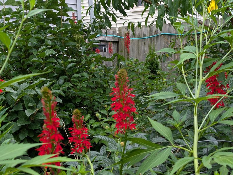 Cardinal Flower Cardinal Flower