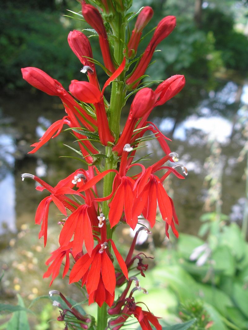 Cardinal Flower Cardinal Flower