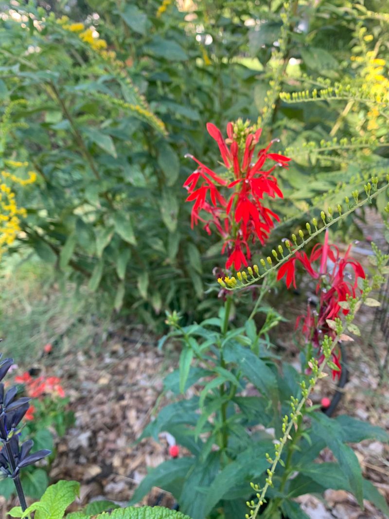 Cardinal Flower Is The Scarlet Showstopper That Brings Hummingbirds Flying In Cardinal Flower Is The Scarlet Showstopper That Brings Hummingbirds Flying In
