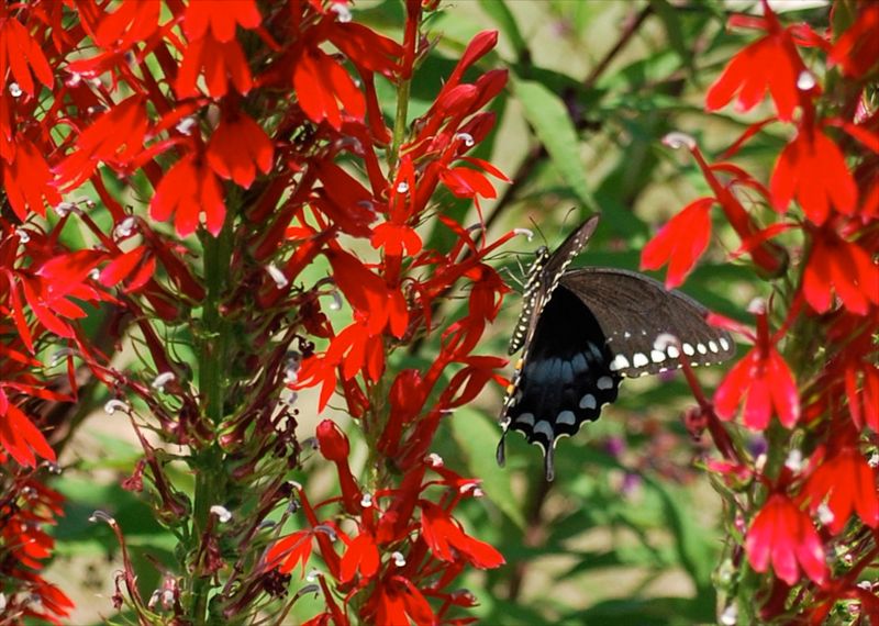 Cardinal Flower Seeds Are Tiny But Worth Saving Cardinal Flower Seeds Are Tiny But Worth Saving