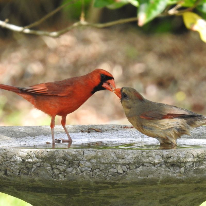 Cardinals Are Preparing For The Season Ahead
