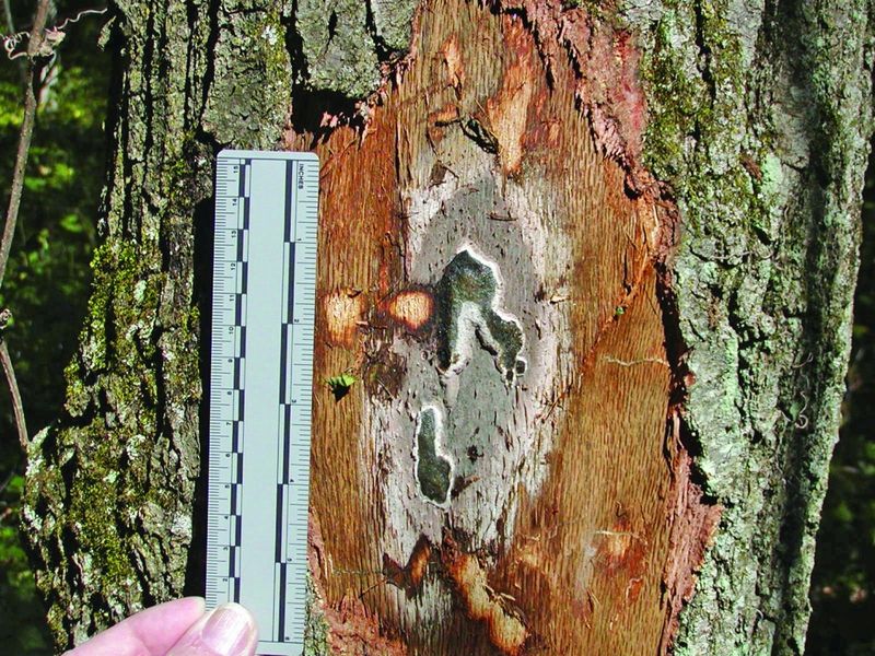 Care Steps That Buy Your Shade Tree More Good Years Care Steps That Buy Your Shade Tree More Good Years