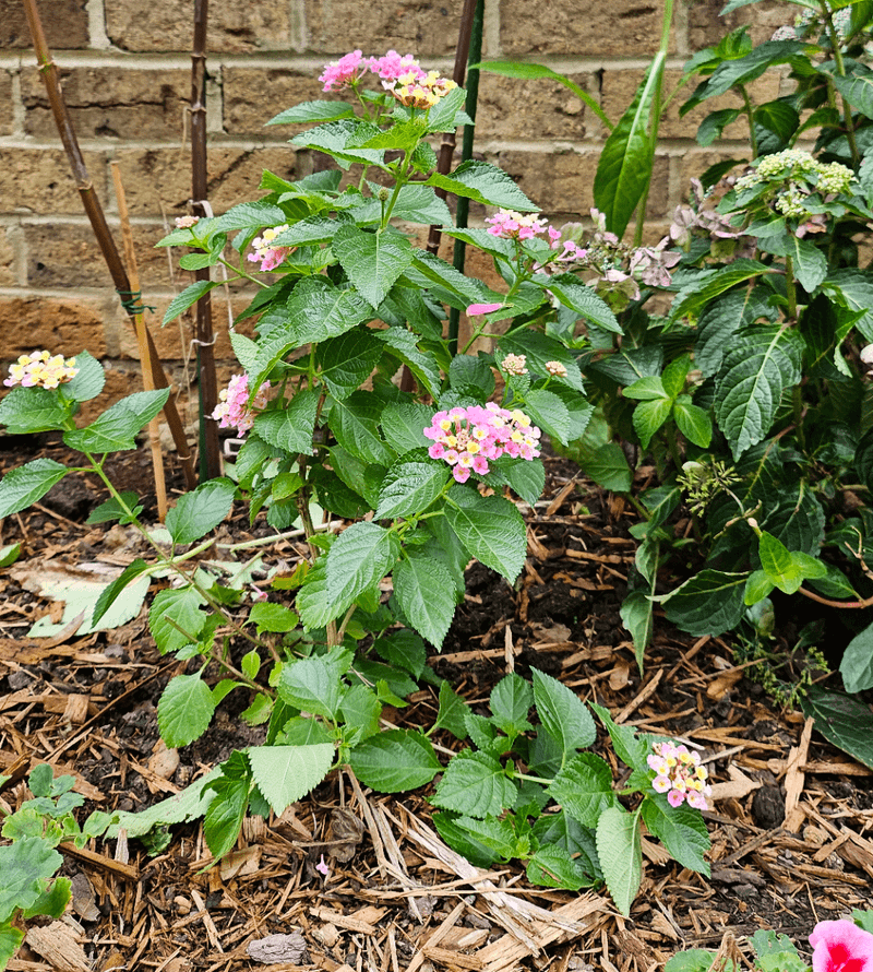 Carefully Dig And Pot In-Ground Plants