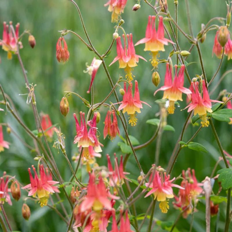 Carefully Separate Columbines During The September Window