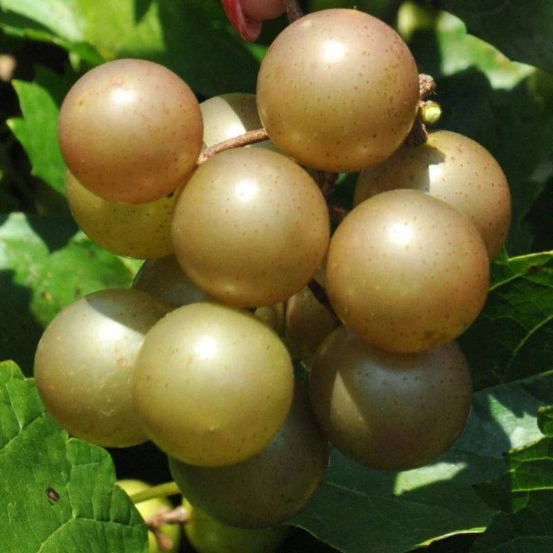 Carlos Brings Bronze Fruit And A Midseason Harvest To Backyards Carlos Brings Bronze Fruit And A Midseason Harvest To Backyards