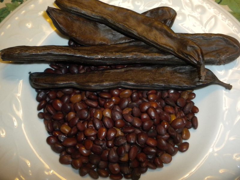 Carob Tree Carob Tree