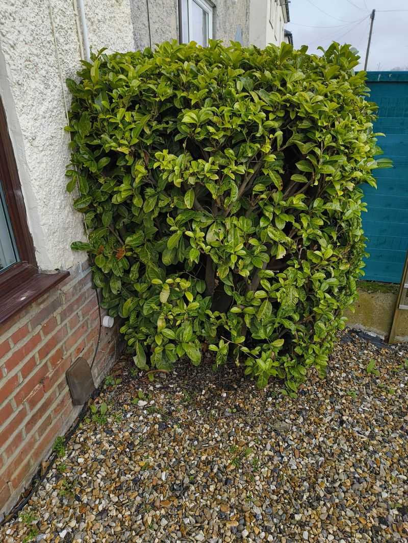 Carolina Cherry Laurel Tall Glossy Walls Carolina Cherry Laurel Tall Glossy Walls