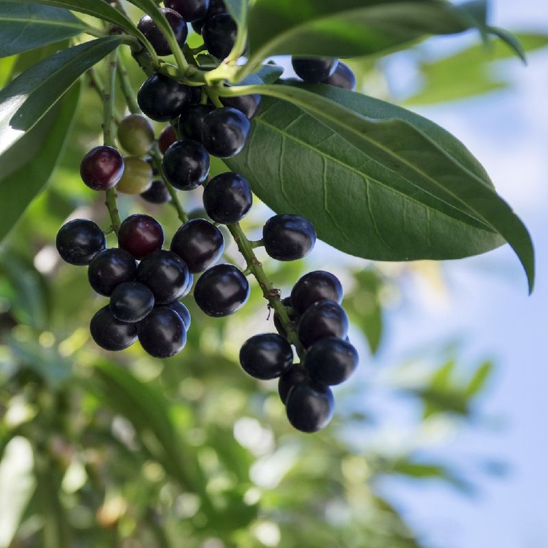 Carolina Cherry Laurel