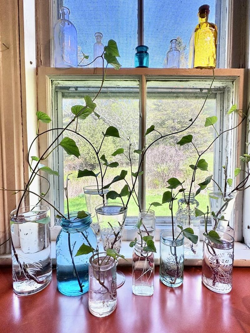 Carolina Cold Snaps Spell Trouble For Tender Leaves