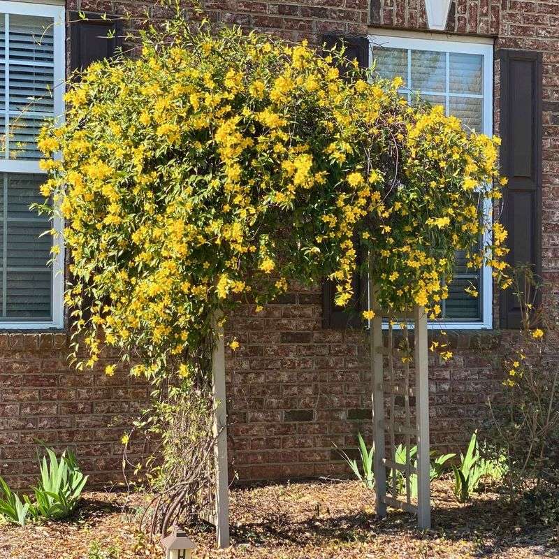 Carolina Jessamine Carolina Jessamine