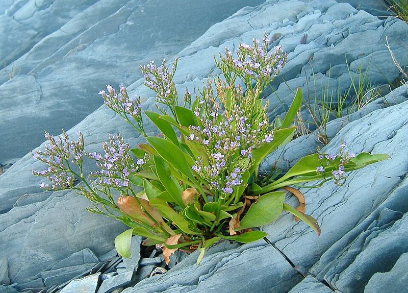 Carolina Sea Lavender, The Purple Haze Of The Marsh Edge Carolina Sea Lavender, The Purple Haze Of The Marsh Edge