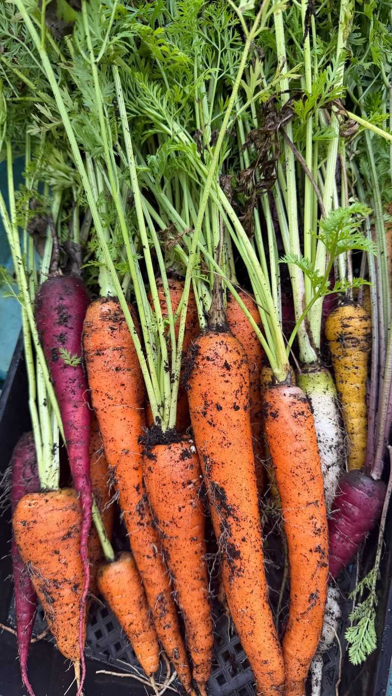 Carrots Carrots