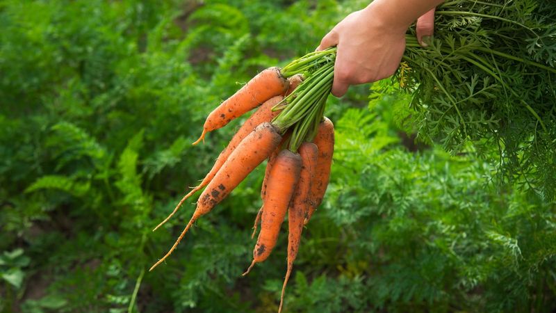 Carrots Carrots