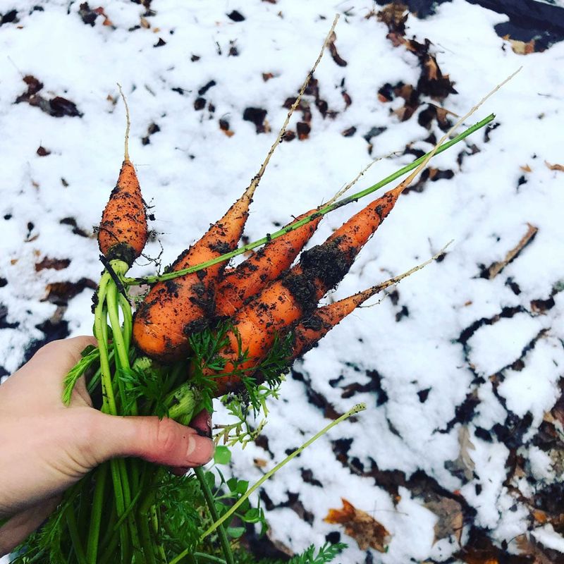 Carrots Can Develop More Sweetness In Cool Soil Carrots Can Develop More Sweetness In Cool Soil