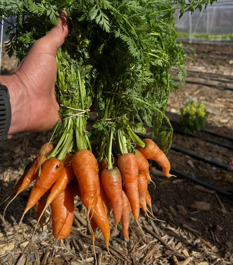 Carrots For Crisp Roots In Cool Soil Carrots For Crisp Roots In Cool Soil