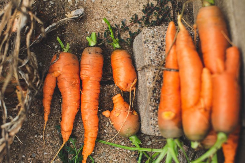 Carrots For Sweet Sandy Soil Rows Carrots For Sweet Sandy Soil Rows