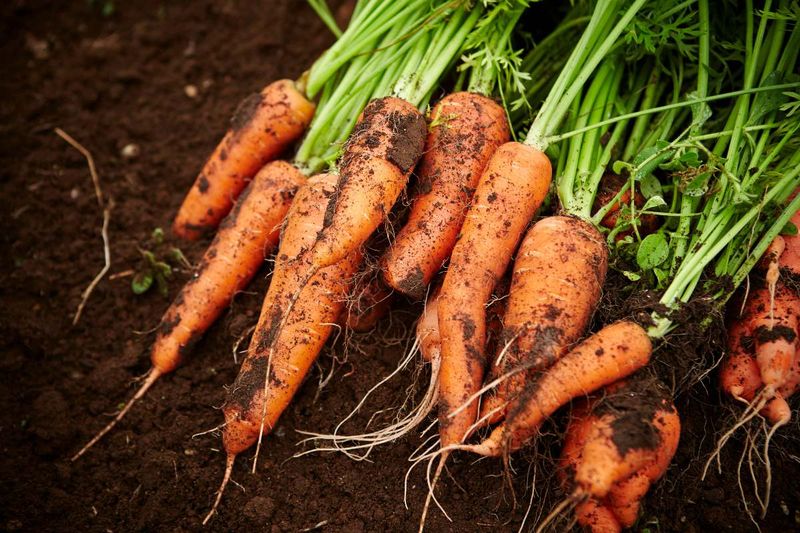 Carrots Get Their Start Before Cooler Weather Settles In Carrots Get Their Start Before Cooler Weather Settles In