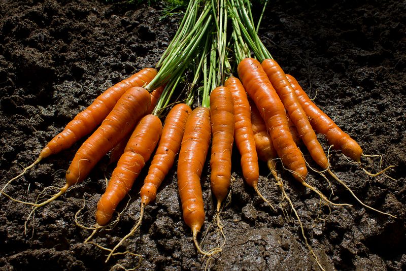 Carrots Grow Sweeter In Fall Soil Carrots Grow Sweeter In Fall Soil