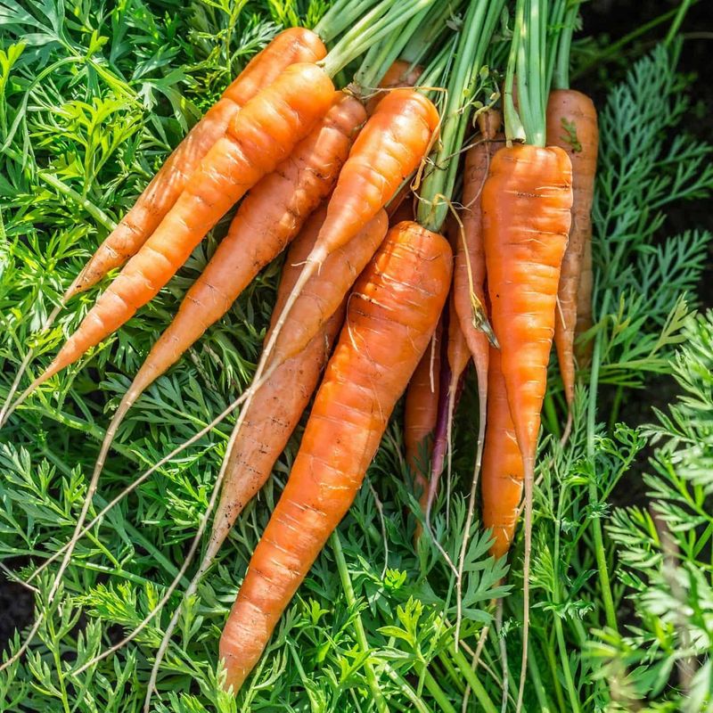 Carrots Need An Early October Start For The Best Results