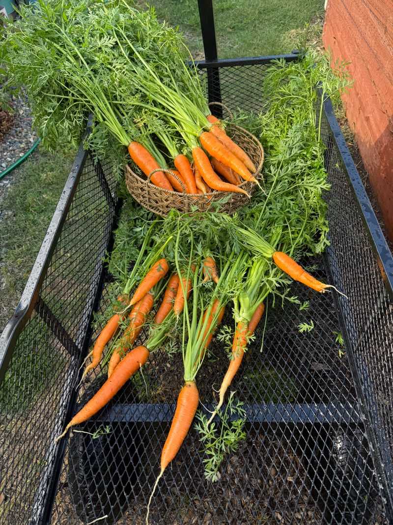Carrots Reward A Longer Fall Season Carrots Reward A Longer Fall Season
