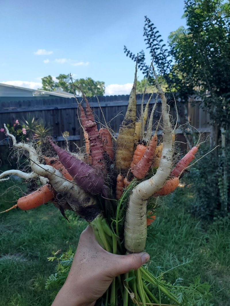 Carrots Reward Patient Fall Planting Carrots Reward Patient Fall Planting