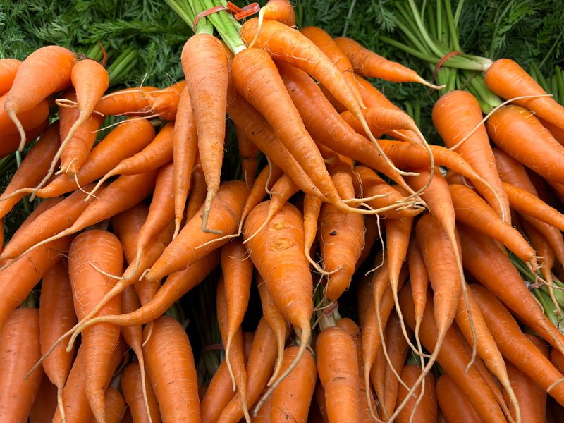 Carrots Store Extra Sugar When The Ground Turns Cold