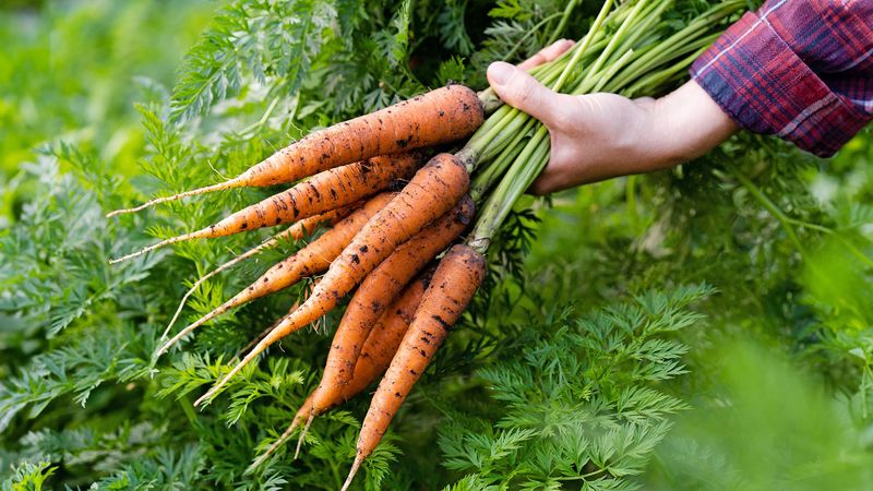 Carrots Sweeten As Temperatures Drop