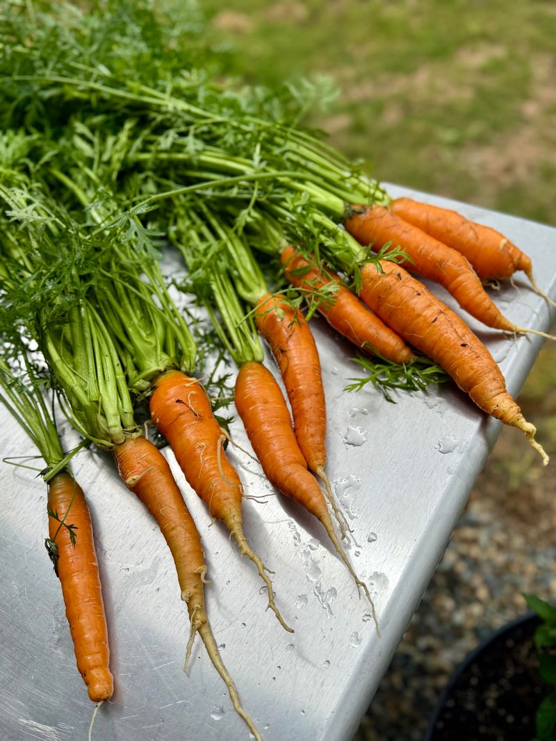 Carrots Sweeten With Cooler Soil