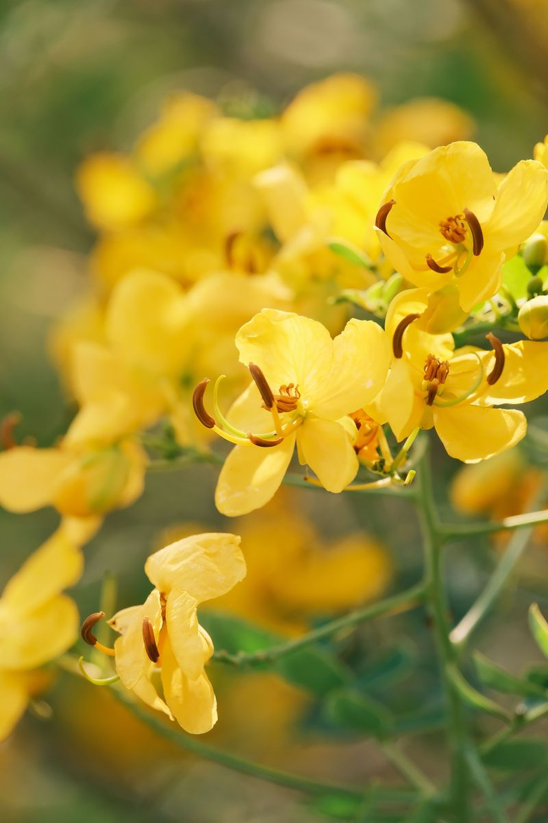 Cassia Bursts Into Yellow Bloom Before Thanksgiving