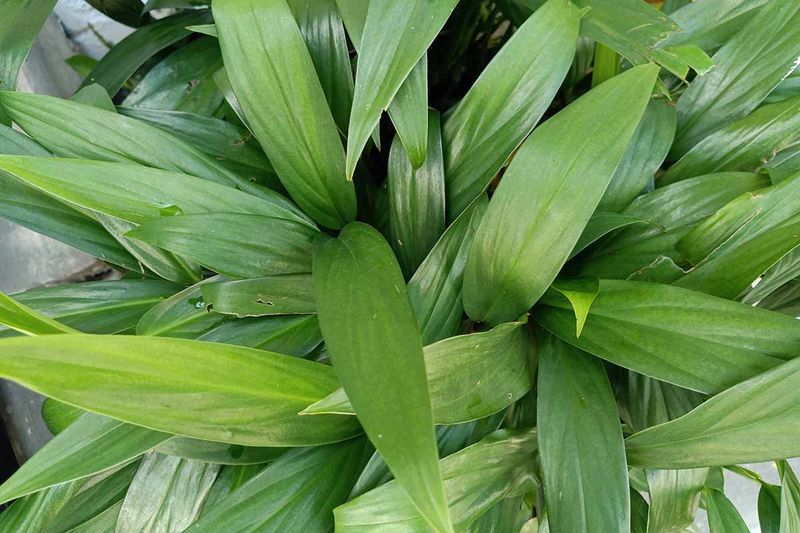 Cast Iron Plant (Aspidistra elatior) Cast Iron Plant (Aspidistra elatior)