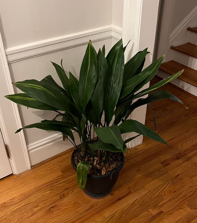 Cast Iron Plant Simply Fills In Quietly