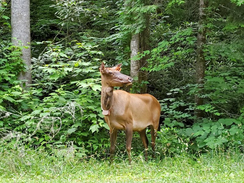 Cataloochee Valley For A Quieter Visit Cataloochee Valley For A Quieter Visit