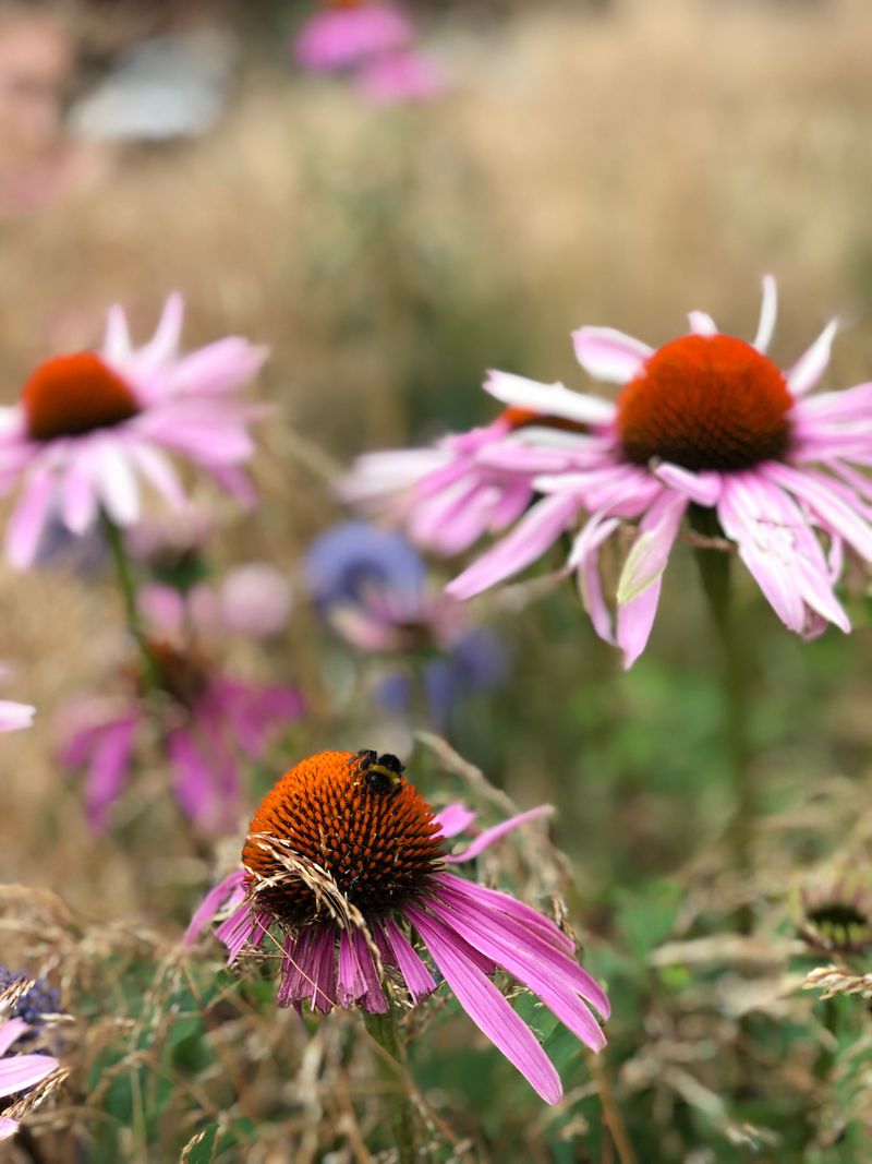 Catch Pests Before Petals Decline