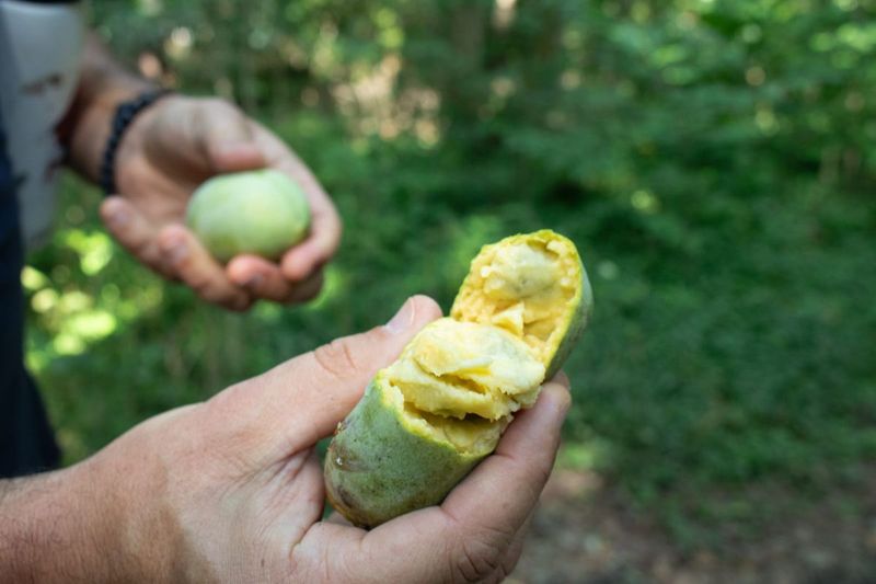 Catch The Short Window When Pawpaws Turn Sweet Catch The Short Window When Pawpaws Turn Sweet