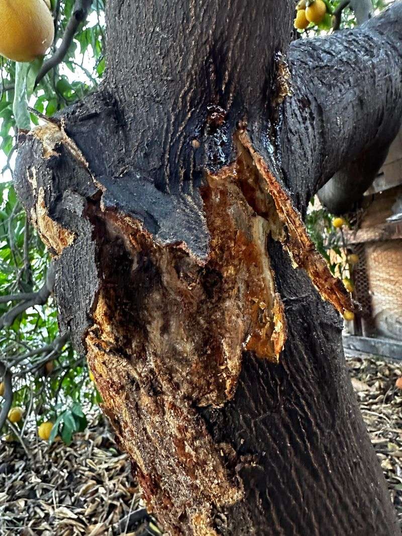 Catching It Early Protects The Tree